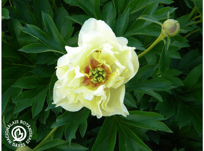 Paeonia   'Callie's Memory'